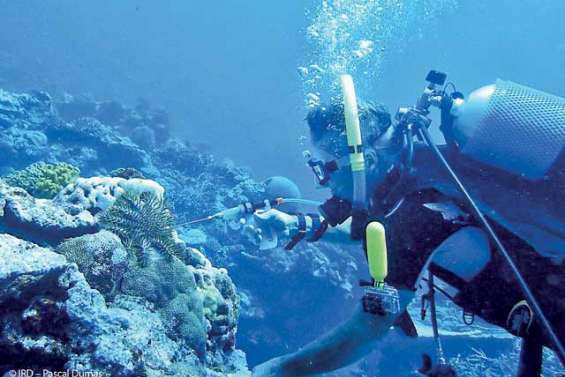 Le vinaigre : l’arme à l’essai  sur les dévoreuses de corail