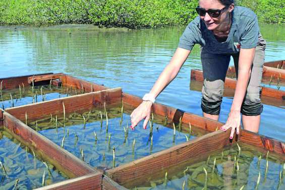 Etat des lieux de la mangrove, une biodiversité en danger à protéger