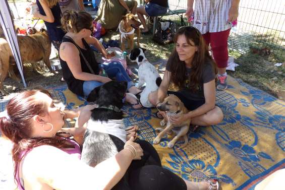 Matinée d'adoption de chiots au Receiving 