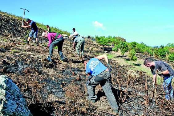 5 000 mètres carrés de forêt sèche ravagés par les flammes