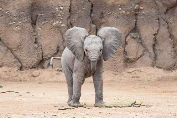 Nandi n’ira pas tout de suite en Nouvelle-Zélande