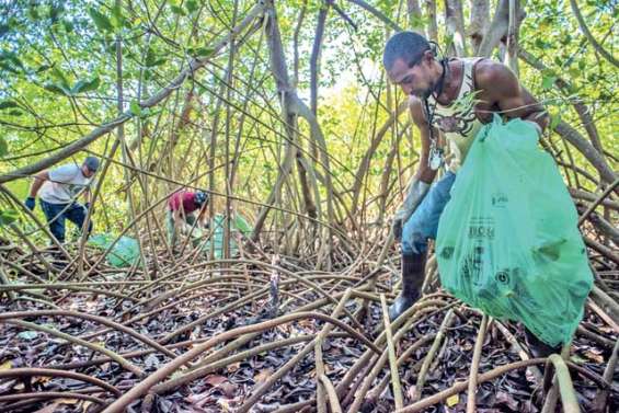 Ecosyndrome au chevet de la mangrove