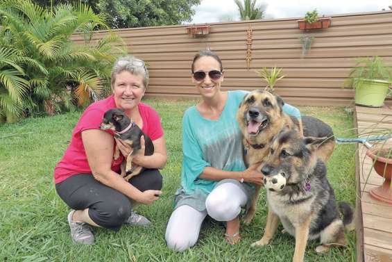 Quand des chiots recherchent  leur maître