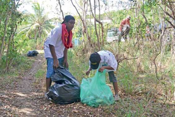 La mangrove fait peau neuve  grâce aux bénévoles