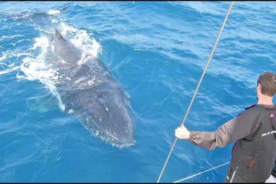 Le temps des baleines