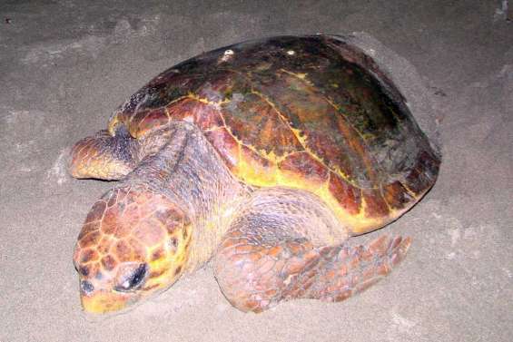 Privés de tortues