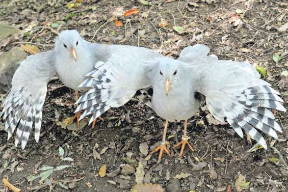 La part belle aux oiseaux