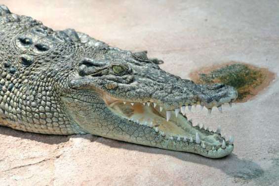 Un crocodile arrache la main d'une femme