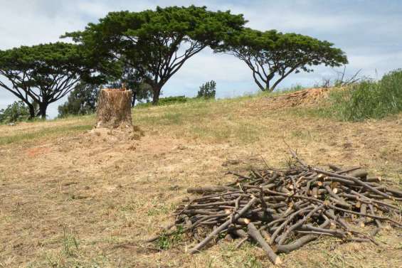 Les vieux arbres sont tombés