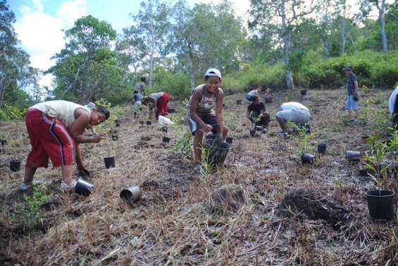 La forêt sèche cimente le quartier