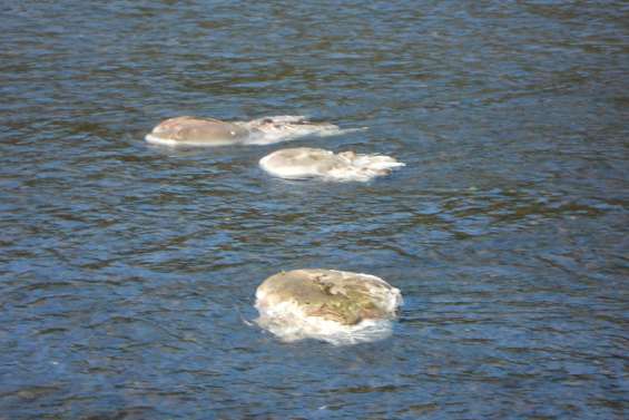 Des viscères de cerf dans la rivière