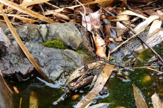 Baignade et pêche interdites