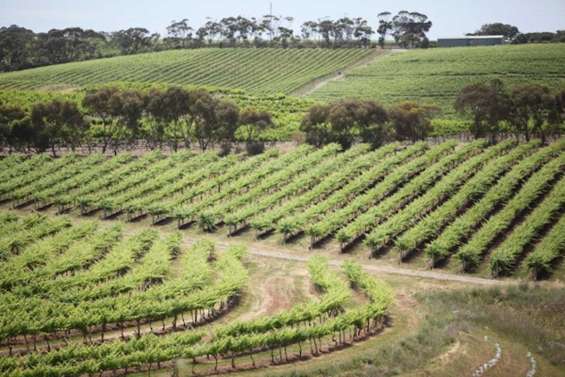 Les Chinois s'offrent des vignobles