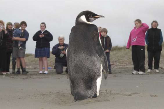 « Happy Feet » bientôt relâché