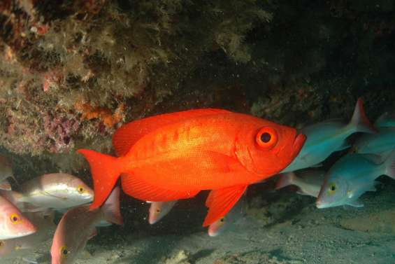 Les poissons déboussolés