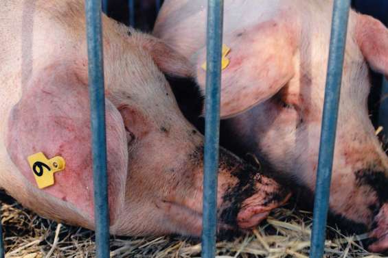 Deux élevages décimés par une épidémie de gastro-entérite