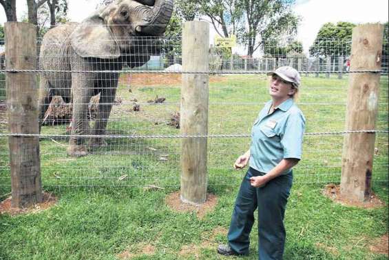 Un éléphant tue son gardien 