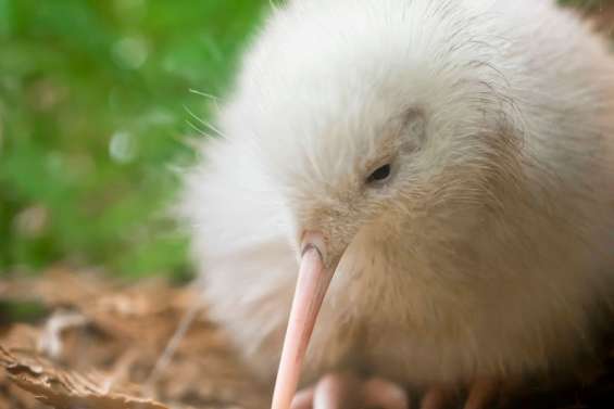 Manukura, l'oiseau chéri