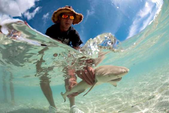 Les requins sont « fainéants »