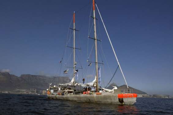 Tara au chevet du corail