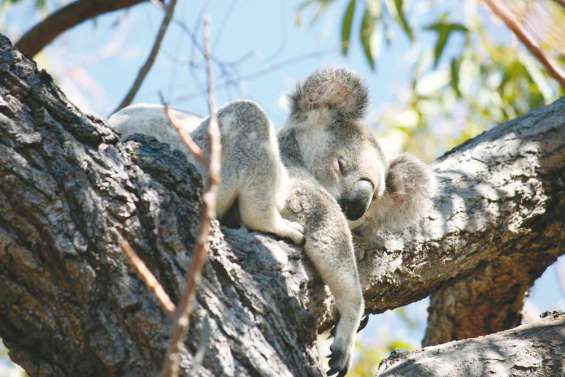 Un koala sauvé par du bouche-à-bouche