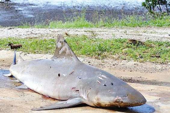 Un requin-bouledogue tué au couteau