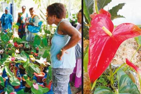 Une plante qui a du cœur