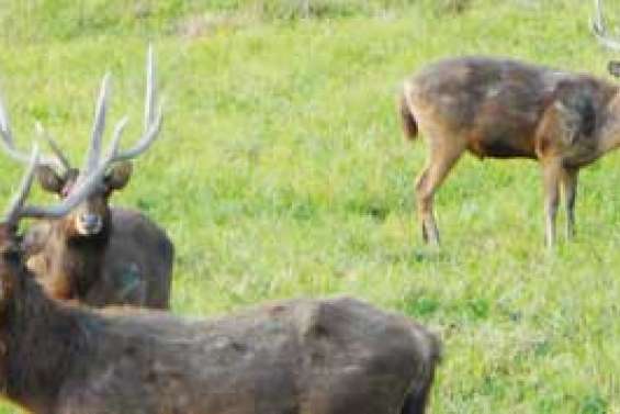 Le permis de chasse déménage