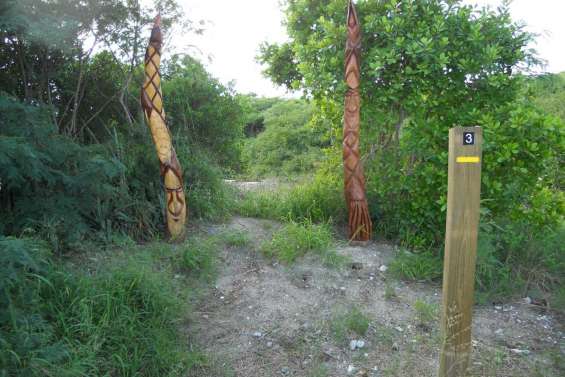 Ouano dévoile sa mangrove