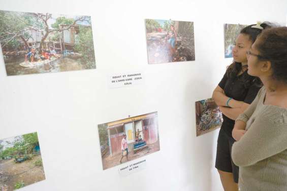 La mangrove et ses habitants