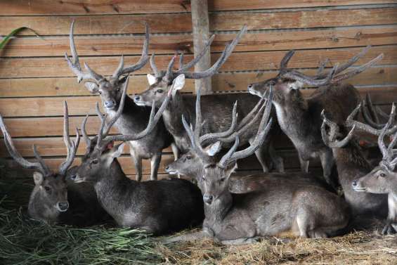 Pas de cerf sur les étals