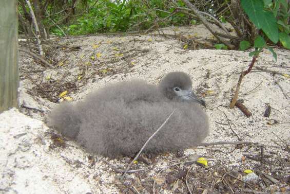 Des puffins battus à mort