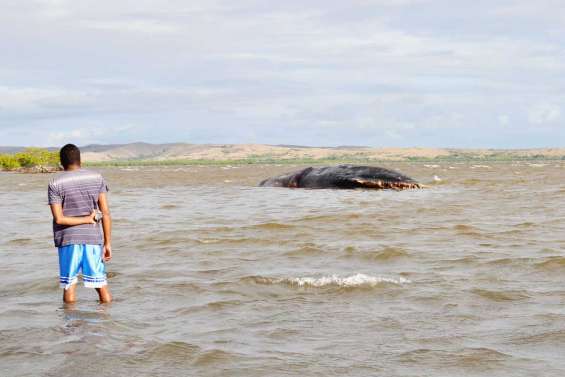 Le cachalot échoué près de la mangrove