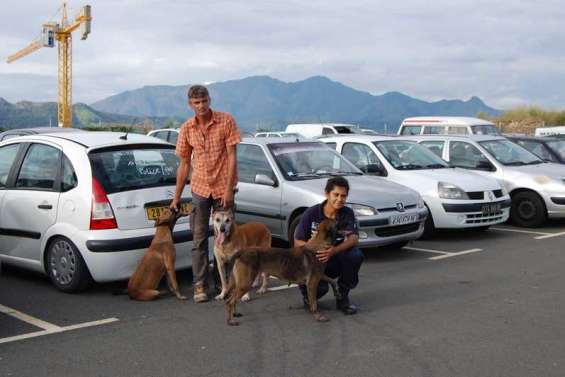 On lâche les chiens