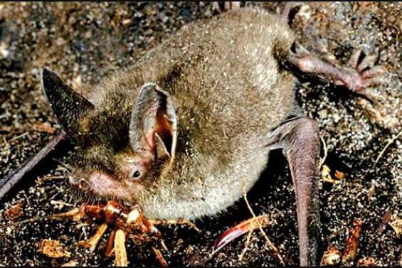 La chauve-souris qui marchait