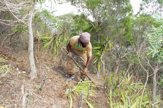 Les agaves s'arrachent