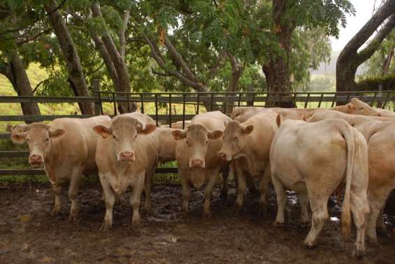 Ils sont beaux, mes Charolais !