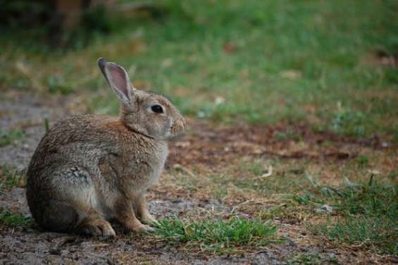 Les derniers jours des lapins de Leprédour