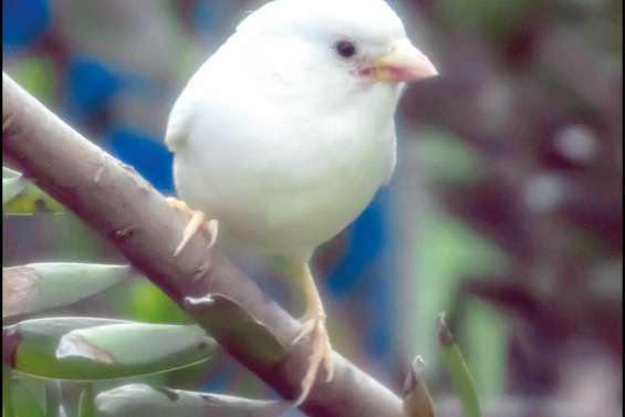 Moineau de neige