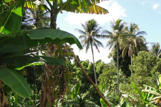 Drôles de bananiers à la tribu de Pothé 