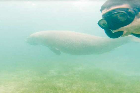 Il nage avec une femelle dugong