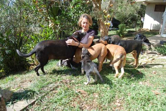 Les meilleurs amis des animaux