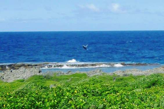 Les baleines au rendez-vous