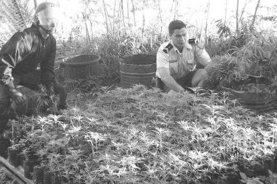 Trafic de cannabis en famille