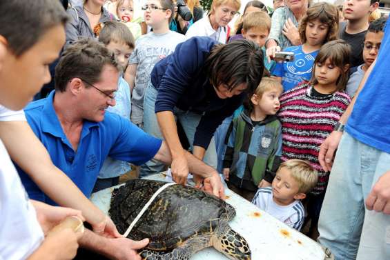 Tortue-mania à l'Anse-Vata