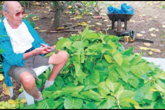 Il vend les feuilles de noni