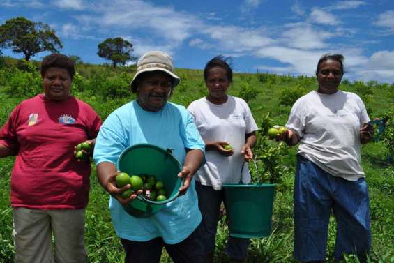 Des limes pour les Kiwis