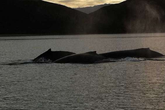 Trois baleines en escale à Tomo