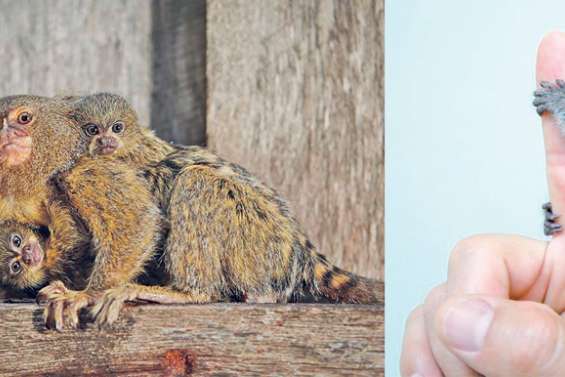 Ils volent des singes miniatures dans un zoo