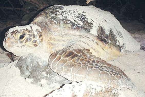 Des œufs de tortue verte très surveillés